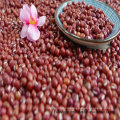 High Quality Small Red Beans (azuki/adzuki bean)